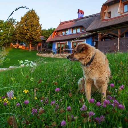 Casele Cu Stuf B&B Haus Ulrike Szelicse Kültér fotó