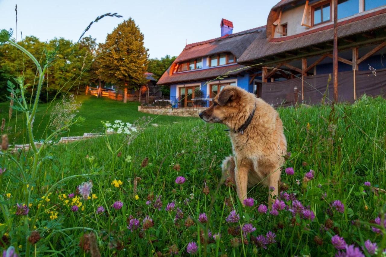 Casele Cu Stuf B&B Haus Ulrike Szelicse Kültér fotó